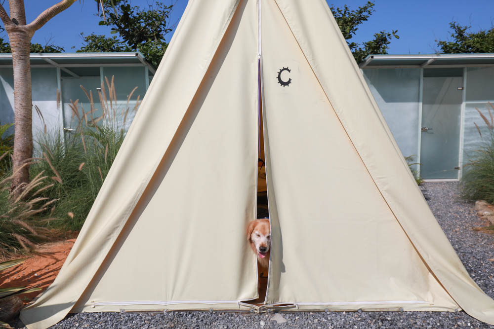 花蓮懶人露營|高巢休閒農場。寵物友善、一泊二食免裝備豪華露營、必玩超刺激沙灘車 - 第4張圖 花蓮懶人露營|高巢休閒農場。寵物友善、一泊二食免裝備豪華露營、必玩超刺激沙灘車