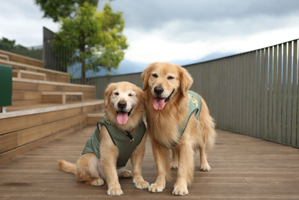 南投魚池景點|鹿篙咖啡莊園。隱密山林茶園間的絕美景觀咖啡廳、寵物友善、日月潭私房景點 - 第15張圖 南投魚池景點|鹿篙咖啡莊園。隱密山林茶園間的絕美景觀咖啡廳、寵物友善、日月潭私房景點