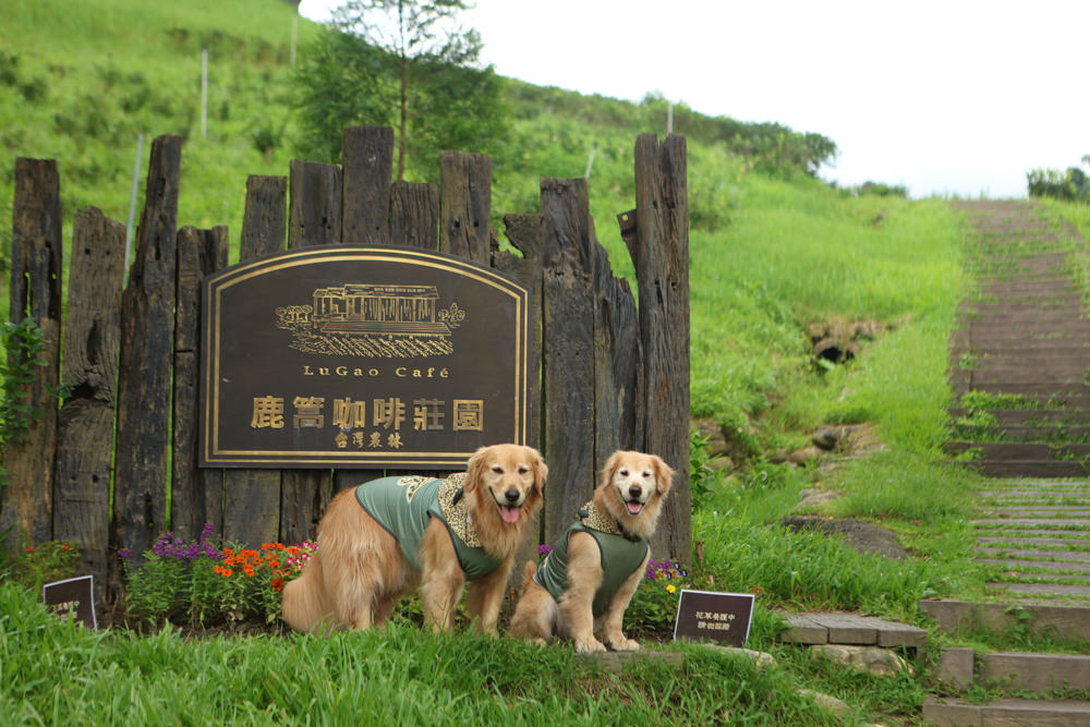 南投魚池景點|鹿篙咖啡莊園。隱密山林茶園間的絕美景觀咖啡廳、寵物友善、日月潭私房景點 - 第2張圖 南投魚池景點|鹿篙咖啡莊園。隱密山林茶園間的絕美景觀咖啡廳、寵物友善、日月潭私房景點