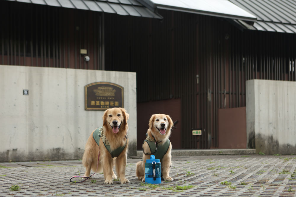 南投魚池景點|鹿篙咖啡莊園。隱密山林茶園間的絕美景觀咖啡廳、寵物友善、日月潭私房景點 - 第5張圖 南投魚池景點|鹿篙咖啡莊園。隱密山林茶園間的絕美景觀咖啡廳、寵物友善、日月潭私房景點