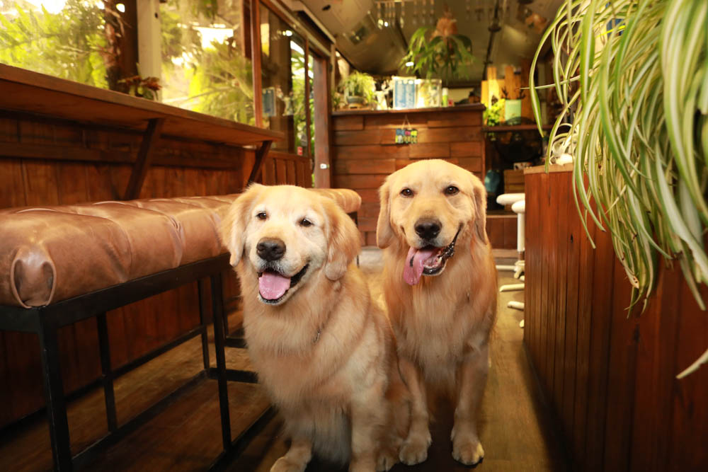 苗栗三義美食｜鹿角CAFE。森林系咖啡廳、苗栗寵物友善餐廳、多肉植物公車巴士咖啡廳、溜滑梯沙坑