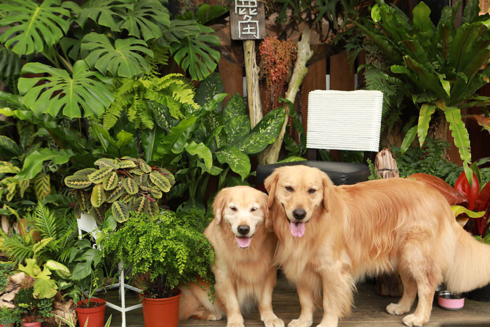 苗栗三義美食｜鹿角CAFE。森林系咖啡廳、苗栗寵物友善餐廳、多肉植物公車巴士咖啡廳、溜滑梯沙坑