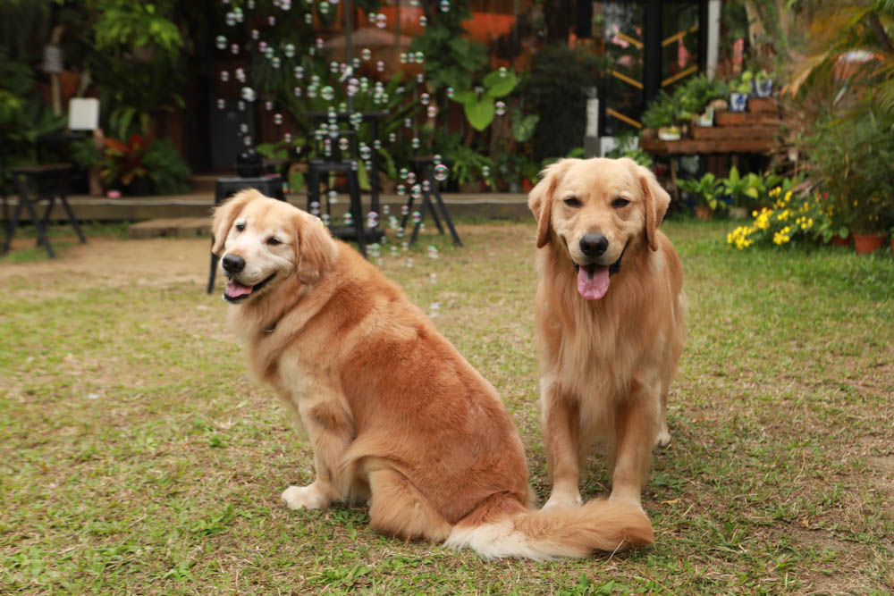 苗栗三義美食｜鹿角CAFE。森林系咖啡廳、苗栗寵物友善餐廳、多肉植物公車巴士咖啡廳、溜滑梯沙坑