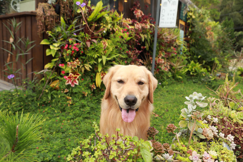 苗栗三義美食｜鹿角CAFE。森林系咖啡廳、苗栗寵物友善餐廳、多肉植物公車巴士咖啡廳、溜滑梯沙坑