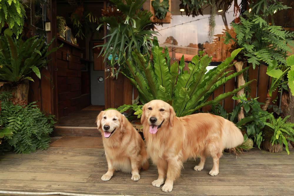 苗栗三義美食｜鹿角CAFE。森林系咖啡廳、苗栗寵物友善餐廳、多肉植物公車巴士咖啡廳、溜滑梯沙坑