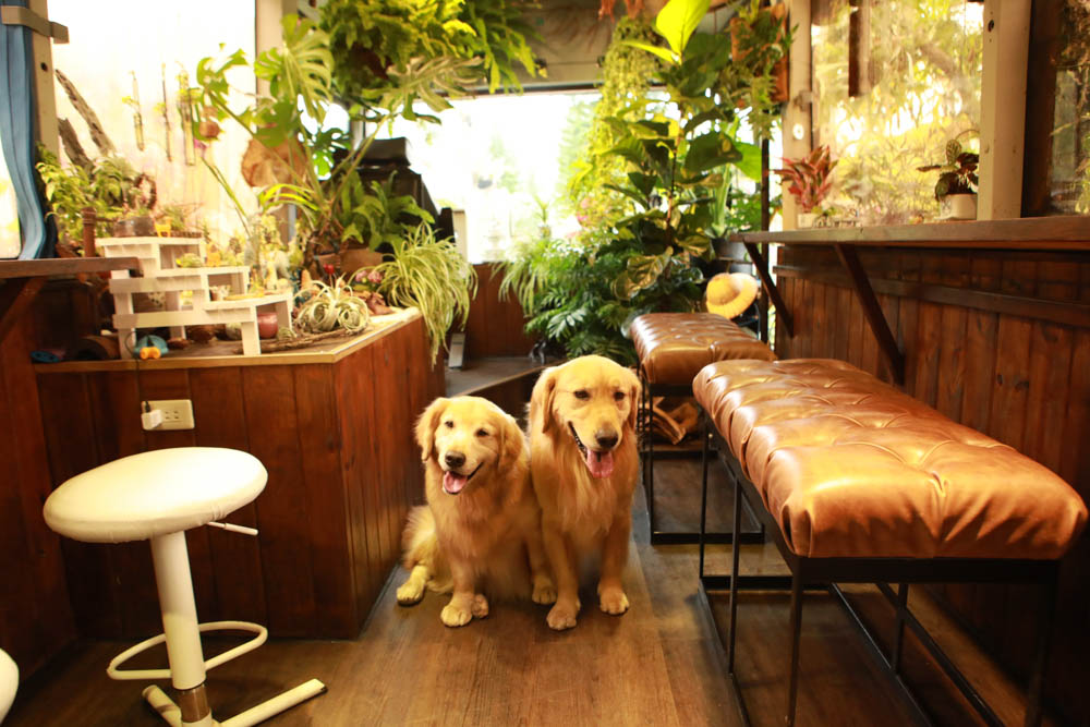 苗栗三義美食｜鹿角CAFE。森林系咖啡廳、苗栗寵物友善餐廳、多肉植物公車巴士咖啡廳、溜滑梯沙坑