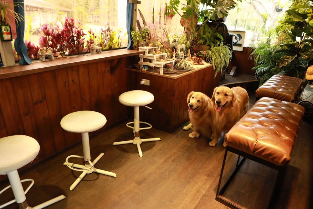 苗栗三義美食｜鹿角CAFE。森林系咖啡廳、苗栗寵物友善餐廳、多肉植物公車巴士咖啡廳、溜滑梯沙坑