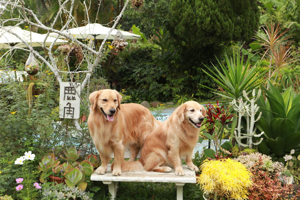苗栗三義美食｜鹿角CAFE。森林系咖啡廳、苗栗寵物友善餐廳、多肉植物公車巴士咖啡廳、溜滑梯沙坑
