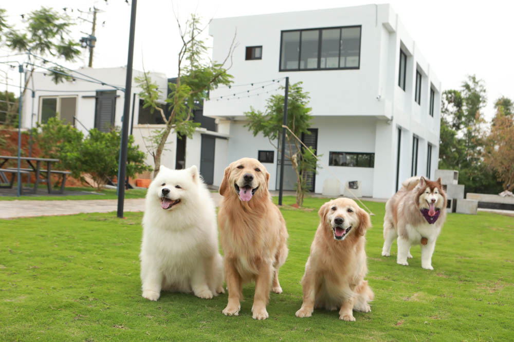 台中沙鹿美食｜鹿雅森林景觀餐廳。寵物友善餐廳、無敵百萬夜景、獨立包廂、大草皮