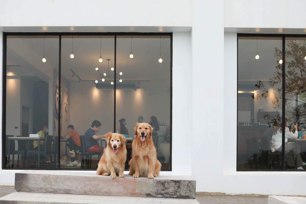 台中沙鹿美食｜鹿雅森林景觀餐廳。寵物友善餐廳、無敵百萬夜景、獨立包廂、大草皮