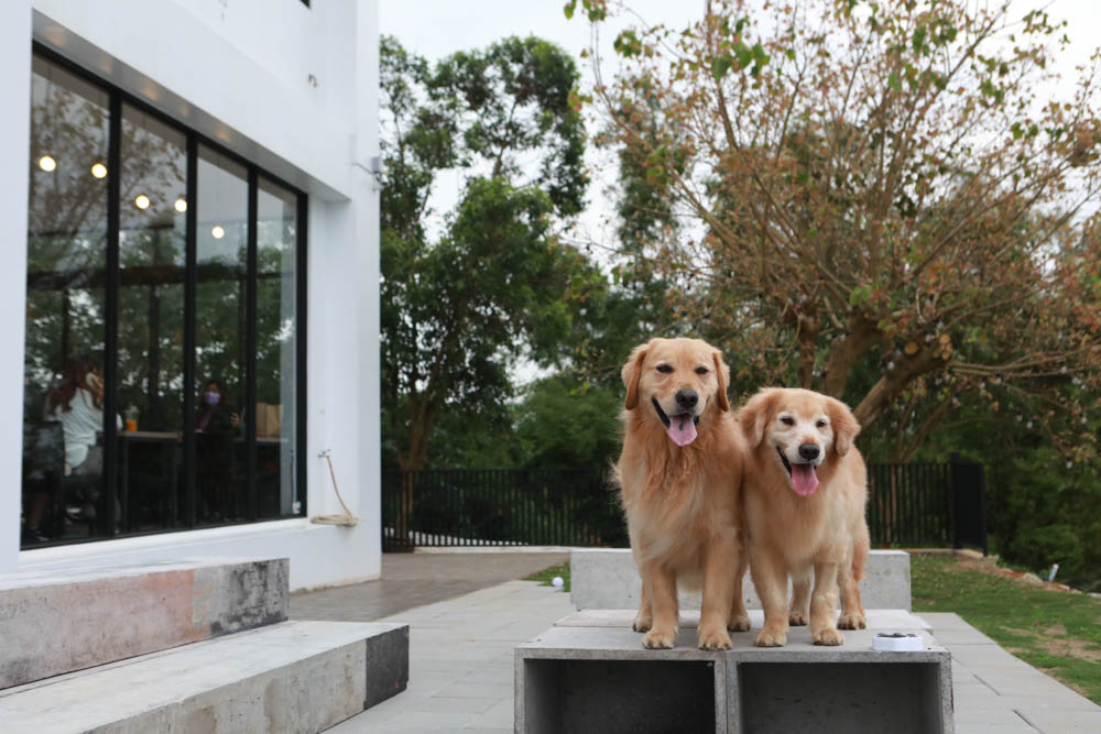 台中沙鹿美食｜鹿雅森林景觀餐廳。寵物友善餐廳、無敵百萬夜景、獨立包廂、大草皮