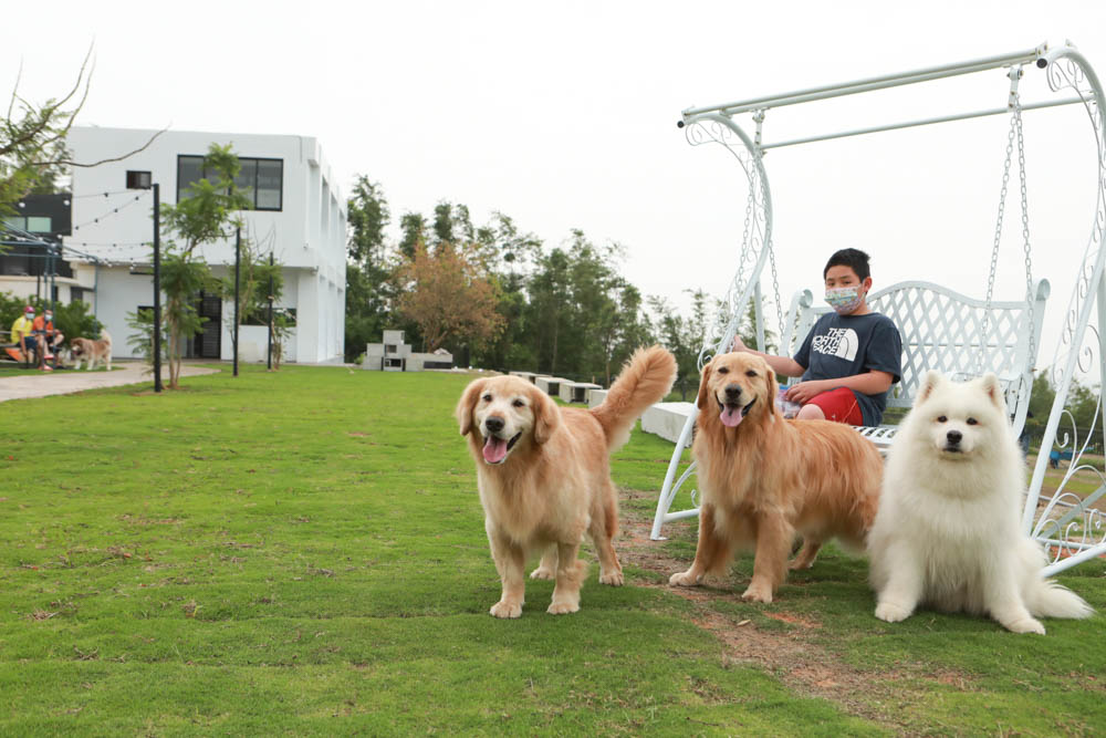 台中沙鹿美食｜鹿雅森林景觀餐廳。寵物友善餐廳、無敵百萬夜景、獨立包廂、大草皮
