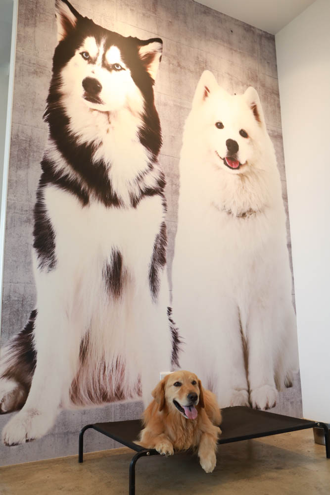 台中沙鹿美食｜鹿雅森林景觀餐廳。寵物友善餐廳、無敵百萬夜景、獨立包廂、大草皮