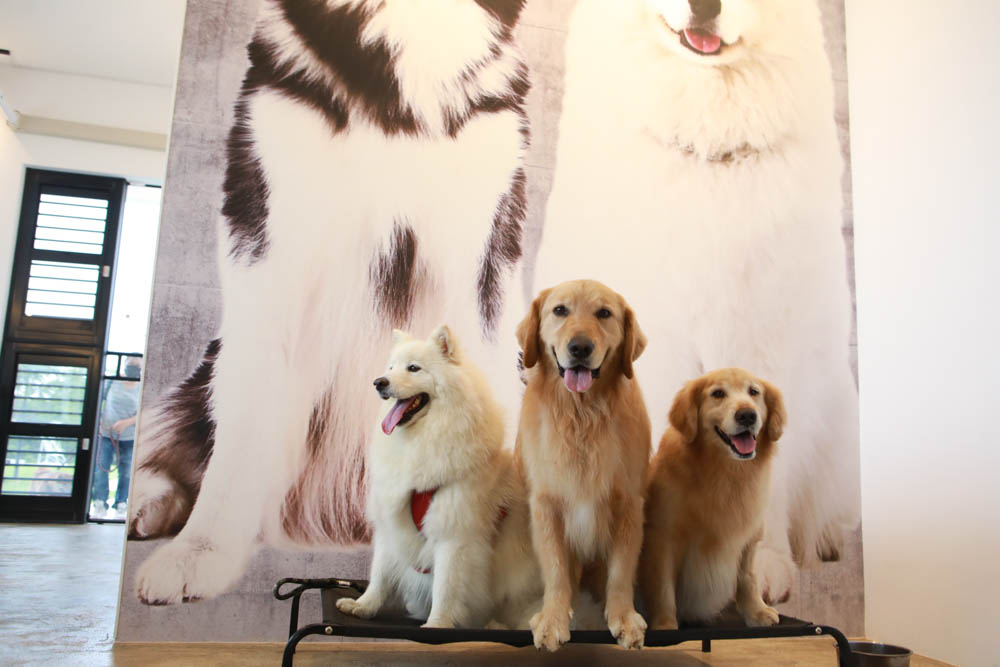 台中沙鹿美食｜鹿雅森林景觀餐廳。寵物友善餐廳、無敵百萬夜景、獨立包廂、大草皮