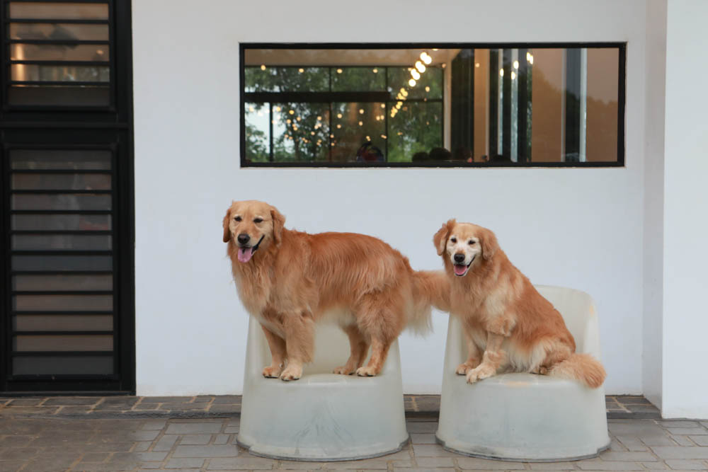 台中沙鹿美食｜鹿雅森林景觀餐廳。寵物友善餐廳、無敵百萬夜景、獨立包廂、大草皮