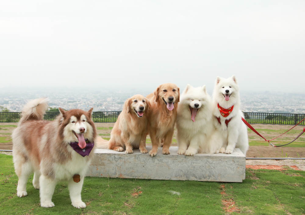 台中沙鹿美食｜鹿雅森林景觀餐廳。寵物友善餐廳、無敵百萬夜景、獨立包廂、大草皮