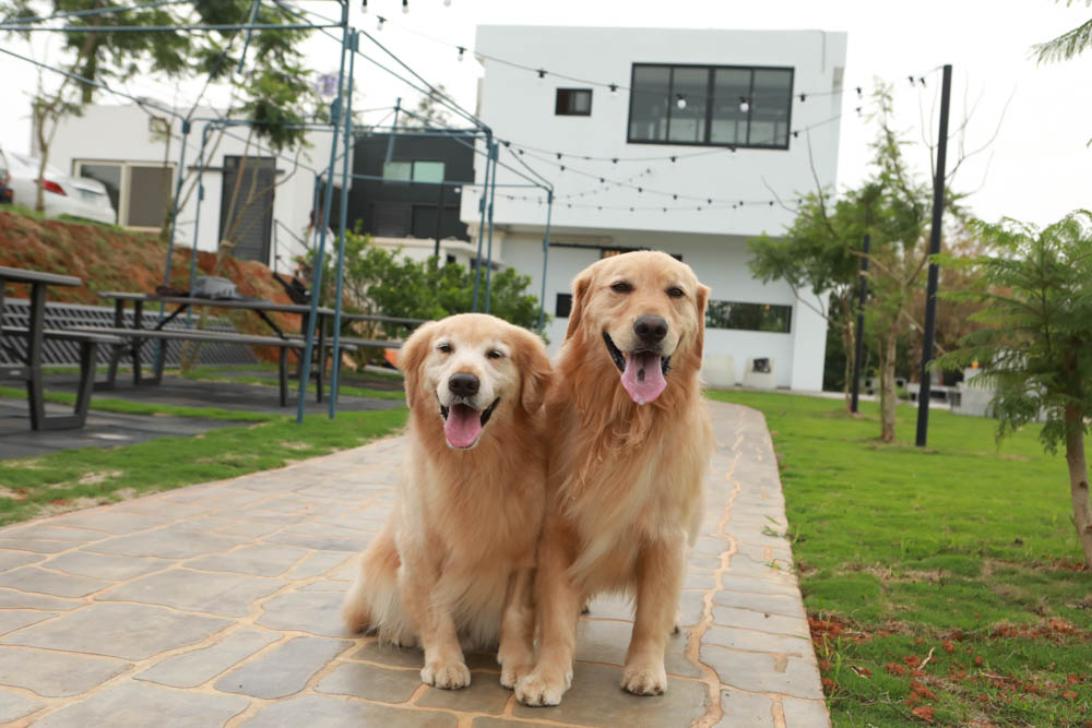 台中沙鹿美食｜鹿雅森林景觀餐廳。寵物友善餐廳、無敵百萬夜景、獨立包廂、大草皮