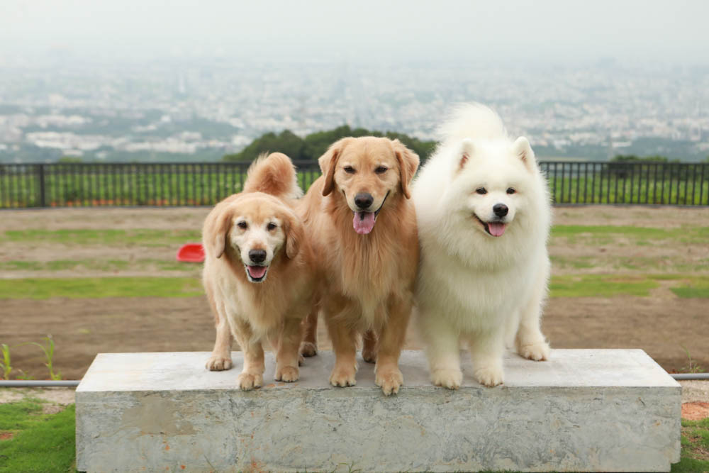 台中沙鹿美食｜鹿雅森林景觀餐廳。寵物友善餐廳、無敵百萬夜景、獨立包廂、大草皮