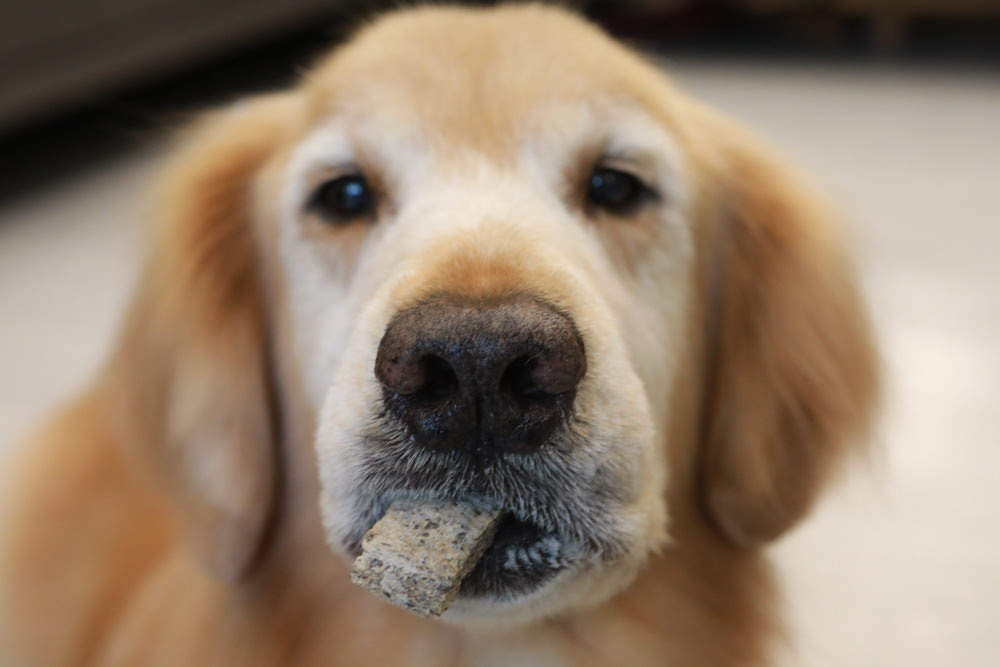 寵物｜Qchefs德國黑科技天然潔牙零食系列。日常口腔保健、咀嚼幫助控制牙垢、輕鬆潔牙、保持口腔好口氣！