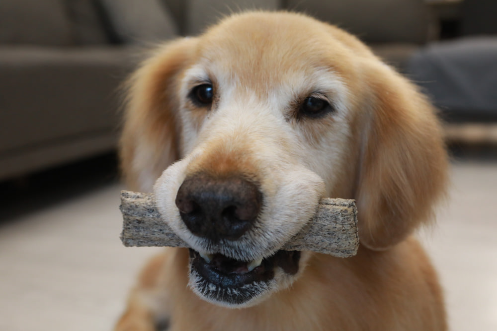 寵物｜Qchefs德國黑科技天然潔牙零食系列。日常口腔保健、咀嚼幫助控制牙垢、輕鬆潔牙、保持口腔好口氣！