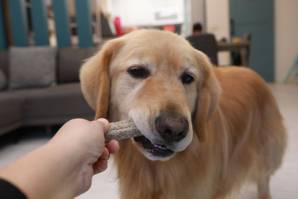 寵物｜Qchefs德國黑科技天然潔牙零食系列。日常口腔保健、咀嚼幫助控制牙垢、輕鬆潔牙、保持口腔好口氣！