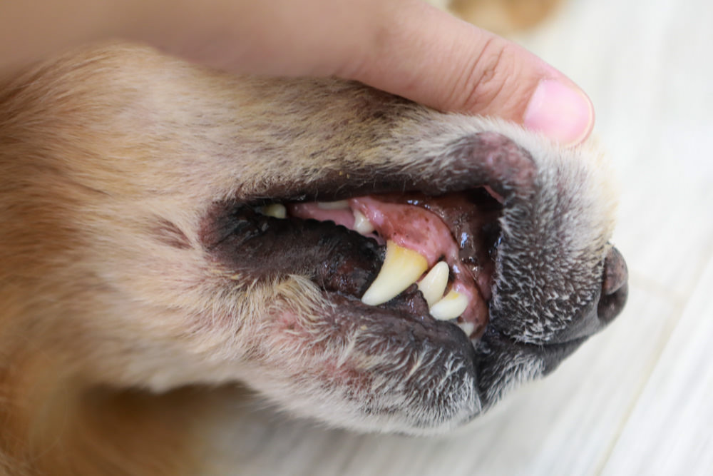 寵物｜Qchefs德國黑科技天然潔牙零食系列。日常口腔保健、咀嚼幫助控制牙垢、輕鬆潔牙、保持口腔好口氣！