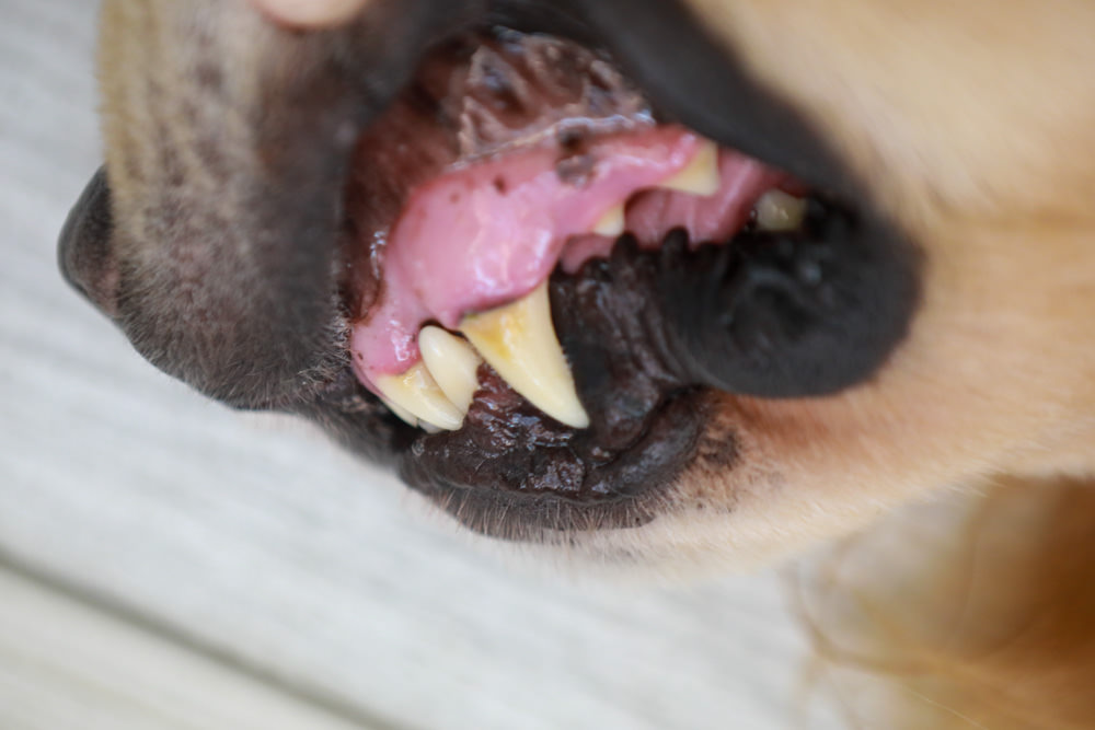 寵物｜Qchefs德國黑科技天然潔牙零食系列。日常口腔保健、咀嚼幫助控制牙垢、輕鬆潔牙、保持口腔好口氣！