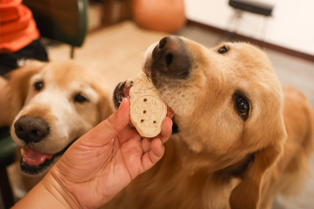 台北大稻埕咖啡廳｜鼠皮咖啡soopi cafe。迪化街附近的寵物友善餐廳、免費招待毛孩一份狗狗餐點👍