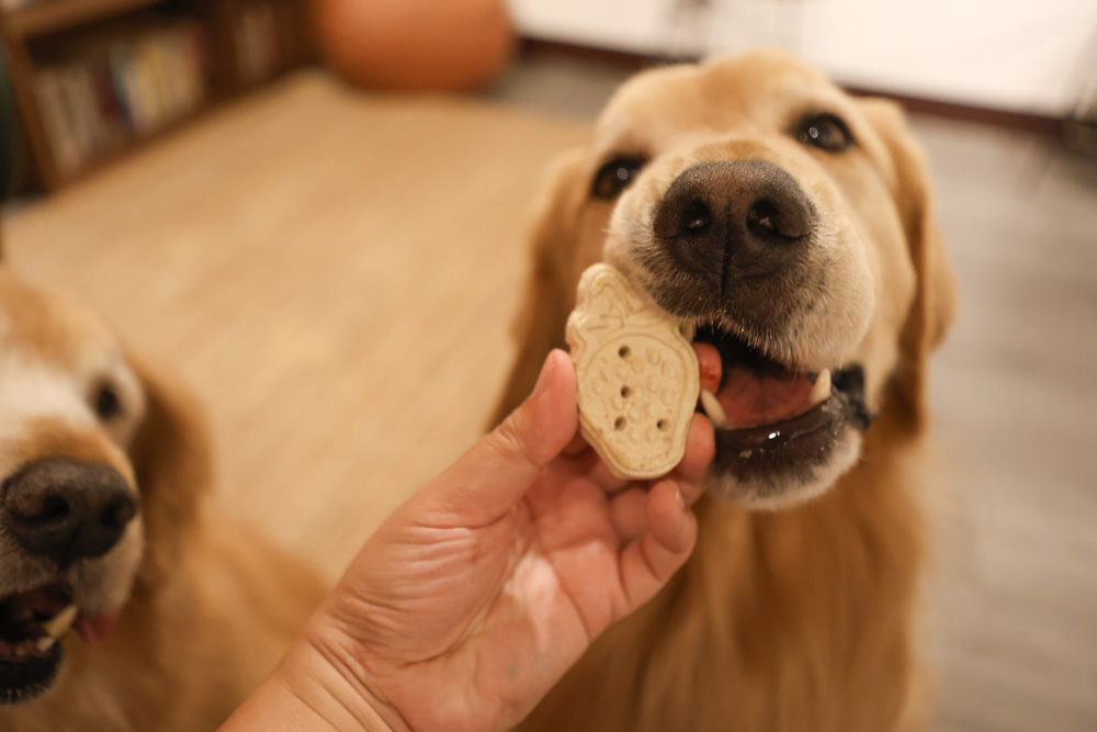 台北大稻埕咖啡廳｜鼠皮咖啡soopi cafe。迪化街附近的寵物友善餐廳、免費招待毛孩一份狗狗餐點👍