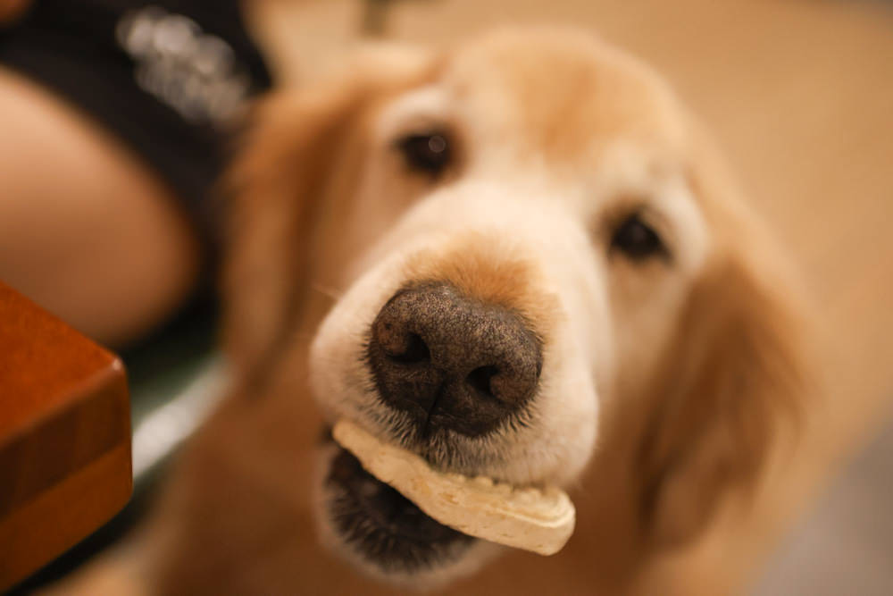 台北大稻埕咖啡廳｜鼠皮咖啡soopi cafe。迪化街附近的寵物友善餐廳、免費招待毛孩一份狗狗餐點👍
