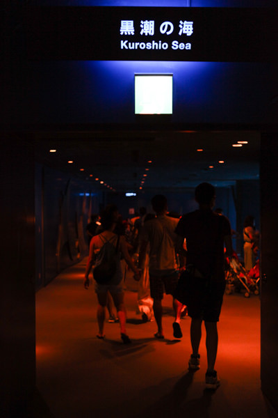 沖繩水族館-14.jpg