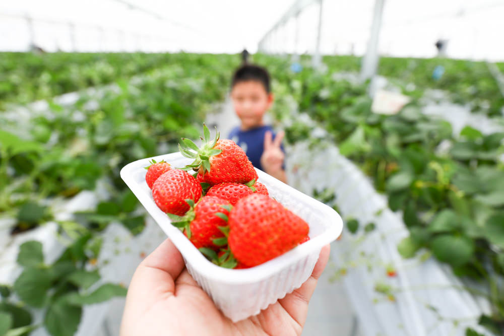 沖繩南部採草莓40分鐘吃到飽｜美らイチゴ美麗草莓（CHURA ICHIGO ）溫室南城店、系滿店。還可以製作草莓聖代