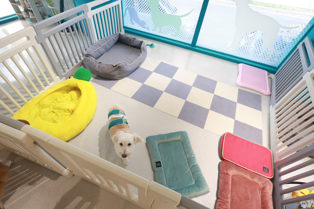 國寶寵物 喵汪美安宿-天母旗艦館|寵物六星級旅館、寵物安親住宿、寵物 溫水游泳池、寵物美容推薦|寵物六星級旅館、寵物安親住宿、寵物溫水游泳池、寵物美容推薦 - 第8張圖 國寶寵物 喵汪美安宿-天母旗艦館|寵物六星級旅館、寵物安親住宿、寵物 溫水游泳池、寵物美容推薦|寵物六星級旅館、寵物安親住宿、寵物溫水游泳池、寵物美容推薦