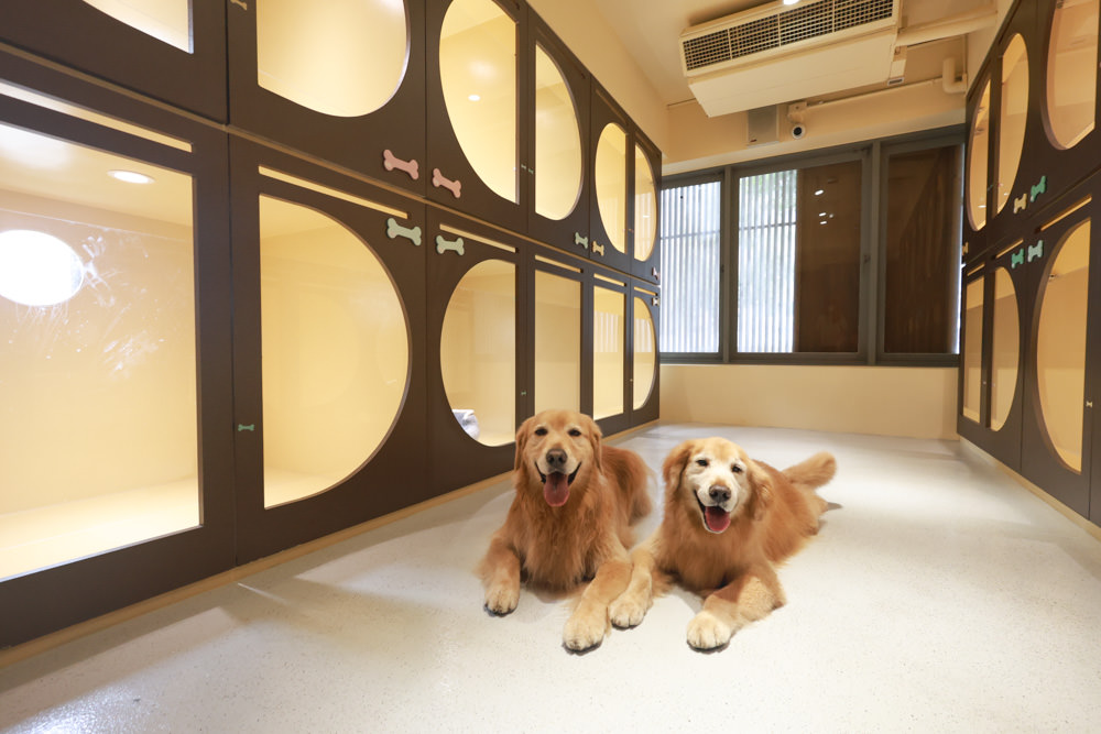 國寶寵物 喵汪美安宿-天母旗艦館|寵物六星級旅館、寵物安親住宿、寵物 溫水游泳池、寵物美容推薦|寵物六星級旅館、寵物安親住宿、寵物溫水游泳池、寵物美容推薦 - 第13張圖 國寶寵物 喵汪美安宿-天母旗艦館|寵物六星級旅館、寵物安親住宿、寵物 溫水游泳池、寵物美容推薦|寵物六星級旅館、寵物安親住宿、寵物溫水游泳池、寵物美容推薦