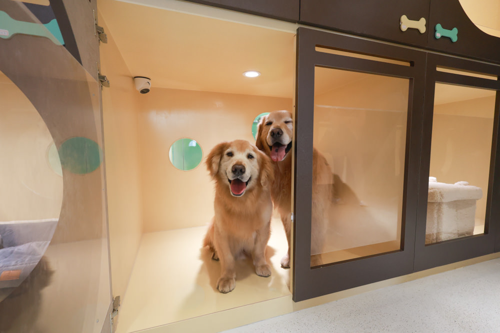 國寶寵物 喵汪美安宿-天母旗艦館|寵物六星級旅館、寵物安親住宿、寵物 溫水游泳池、寵物美容推薦|寵物六星級旅館、寵物安親住宿、寵物溫水游泳池、寵物美容推薦 - 第16張圖 國寶寵物 喵汪美安宿-天母旗艦館|寵物六星級旅館、寵物安親住宿、寵物 溫水游泳池、寵物美容推薦|寵物六星級旅館、寵物安親住宿、寵物溫水游泳池、寵物美容推薦