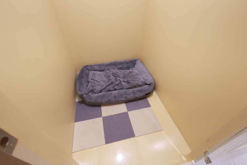 國寶寵物 喵汪美安宿-天母旗艦館|寵物六星級旅館、寵物安親住宿、寵物 溫水游泳池、寵物美容推薦|寵物六星級旅館、寵物安親住宿、寵物溫水游泳池、寵物美容推薦 - 第20張圖 國寶寵物 喵汪美安宿-天母旗艦館|寵物六星級旅館、寵物安親住宿、寵物 溫水游泳池、寵物美容推薦|寵物六星級旅館、寵物安親住宿、寵物溫水游泳池、寵物美容推薦