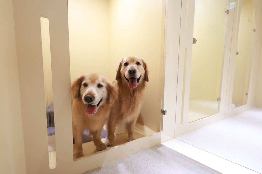 國寶寵物 喵汪美安宿-天母旗艦館|寵物六星級旅館、寵物安親住宿、寵物 溫水游泳池、寵物美容推薦|寵物六星級旅館、寵物安親住宿、寵物溫水游泳池、寵物美容推薦 - 第19張圖 國寶寵物 喵汪美安宿-天母旗艦館|寵物六星級旅館、寵物安親住宿、寵物 溫水游泳池、寵物美容推薦|寵物六星級旅館、寵物安親住宿、寵物溫水游泳池、寵物美容推薦