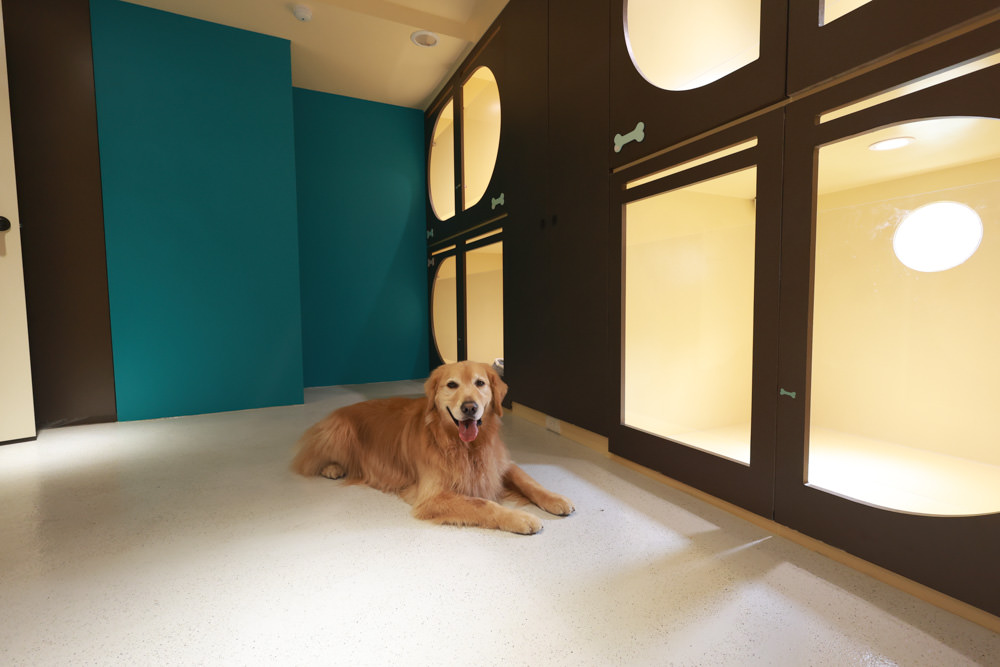 國寶寵物 喵汪美安宿-天母旗艦館|寵物六星級旅館、寵物安親住宿、寵物 溫水游泳池、寵物美容推薦|寵物六星級旅館、寵物安親住宿、寵物溫水游泳池、寵物美容推薦 - 第17張圖 國寶寵物 喵汪美安宿-天母旗艦館|寵物六星級旅館、寵物安親住宿、寵物 溫水游泳池、寵物美容推薦|寵物六星級旅館、寵物安親住宿、寵物溫水游泳池、寵物美容推薦