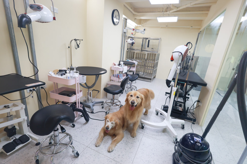 國寶寵物 喵汪美安宿-天母旗艦館|寵物六星級旅館、寵物安親住宿、寵物 溫水游泳池、寵物美容推薦|寵物六星級旅館、寵物安親住宿、寵物溫水游泳池、寵物美容推薦 - 第26張圖 國寶寵物 喵汪美安宿-天母旗艦館|寵物六星級旅館、寵物安親住宿、寵物 溫水游泳池、寵物美容推薦|寵物六星級旅館、寵物安親住宿、寵物溫水游泳池、寵物美容推薦