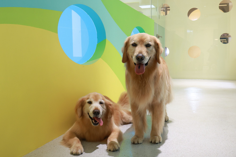 國寶寵物 喵汪美安宿-天母旗艦館|寵物六星級旅館、寵物安親住宿、寵物 溫水游泳池、寵物美容推薦|寵物六星級旅館、寵物安親住宿、寵物溫水游泳池、寵物美容推薦 - 第22張圖 國寶寵物 喵汪美安宿-天母旗艦館|寵物六星級旅館、寵物安親住宿、寵物 溫水游泳池、寵物美容推薦|寵物六星級旅館、寵物安親住宿、寵物溫水游泳池、寵物美容推薦