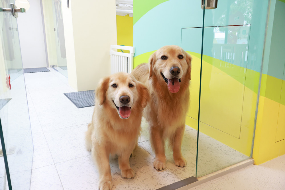 國寶寵物 喵汪美安宿-天母旗艦館|寵物六星級旅館、寵物安親住宿、寵物 溫水游泳池、寵物美容推薦|寵物六星級旅館、寵物安親住宿、寵物溫水游泳池、寵物美容推薦 - 第25張圖 國寶寵物 喵汪美安宿-天母旗艦館|寵物六星級旅館、寵物安親住宿、寵物 溫水游泳池、寵物美容推薦|寵物六星級旅館、寵物安親住宿、寵物溫水游泳池、寵物美容推薦