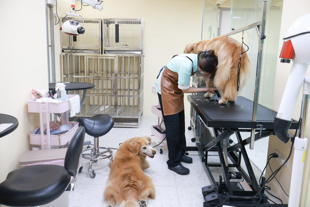國寶寵物 喵汪美安宿-天母旗艦館|寵物六星級旅館、寵物安親住宿、寵物 溫水游泳池、寵物美容推薦|寵物六星級旅館、寵物安親住宿、寵物溫水游泳池、寵物美容推薦 - 第27張圖 國寶寵物 喵汪美安宿-天母旗艦館|寵物六星級旅館、寵物安親住宿、寵物 溫水游泳池、寵物美容推薦|寵物六星級旅館、寵物安親住宿、寵物溫水游泳池、寵物美容推薦
