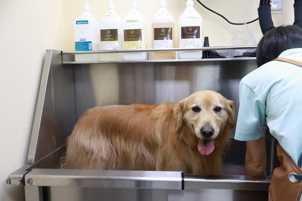 國寶寵物 喵汪美安宿-天母旗艦館|寵物六星級旅館、寵物安親住宿、寵物 溫水游泳池、寵物美容推薦|寵物六星級旅館、寵物安親住宿、寵物溫水游泳池、寵物美容推薦 - 第29張圖 國寶寵物 喵汪美安宿-天母旗艦館|寵物六星級旅館、寵物安親住宿、寵物 溫水游泳池、寵物美容推薦|寵物六星級旅館、寵物安親住宿、寵物溫水游泳池、寵物美容推薦