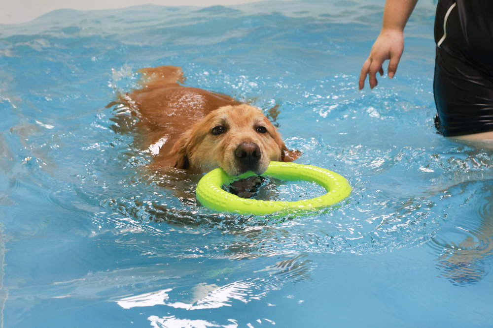 國寶寵物 喵汪美安宿-天母旗艦館|寵物六星級旅館、寵物安親住宿、寵物 溫水游泳池、寵物美容推薦｜寵物六星級旅館、寵物安親住宿、寵物溫水游泳池、寵物美容推薦