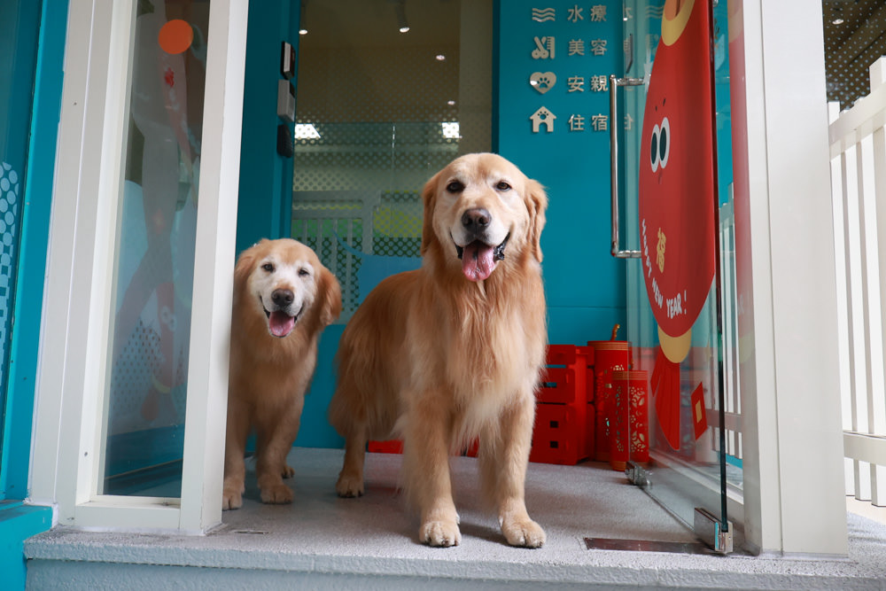 國寶寵物 喵汪美安宿-天母旗艦館|寵物六星級旅館、寵物安親住宿、寵物 溫水游泳池、寵物美容推薦|寵物六星級旅館、寵物安親住宿、寵物溫水游泳池、寵物美容推薦 - 第4張圖 國寶寵物 喵汪美安宿-天母旗艦館|寵物六星級旅館、寵物安親住宿、寵物 溫水游泳池、寵物美容推薦|寵物六星級旅館、寵物安親住宿、寵物溫水游泳池、寵物美容推薦