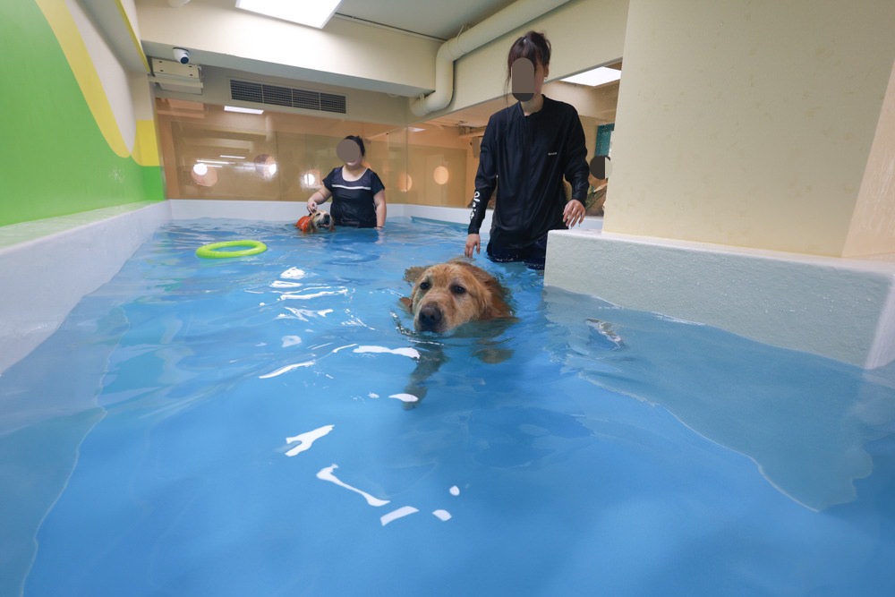 國寶寵物 喵汪美安宿-天母旗艦館|寵物六星級旅館、寵物安親住宿、寵物 溫水游泳池、寵物美容推薦|寵物六星級旅館、寵物安親住宿、寵物溫水游泳池、寵物美容推薦 - 第31張圖 國寶寵物 喵汪美安宿-天母旗艦館|寵物六星級旅館、寵物安親住宿、寵物 溫水游泳池、寵物美容推薦|寵物六星級旅館、寵物安親住宿、寵物溫水游泳池、寵物美容推薦