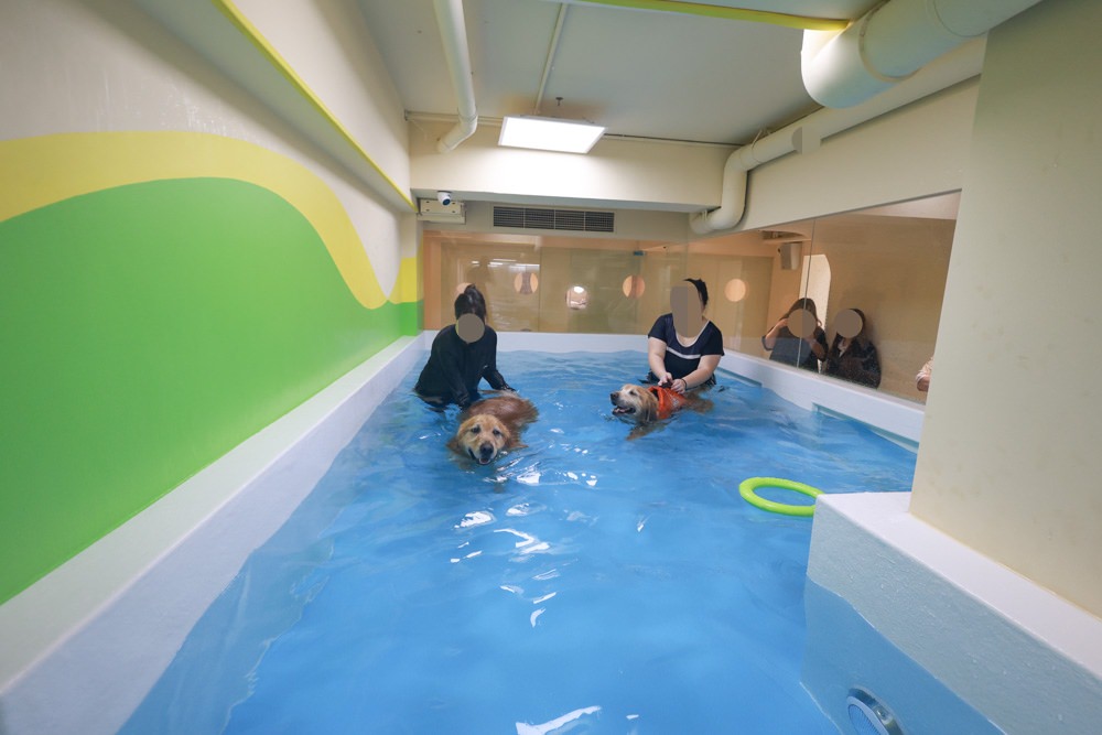 國寶寵物 喵汪美安宿-天母旗艦館|寵物六星級旅館、寵物安親住宿、寵物 溫水游泳池、寵物美容推薦|寵物六星級旅館、寵物安親住宿、寵物溫水游泳池、寵物美容推薦 - 第33張圖 國寶寵物 喵汪美安宿-天母旗艦館|寵物六星級旅館、寵物安親住宿、寵物 溫水游泳池、寵物美容推薦|寵物六星級旅館、寵物安親住宿、寵物溫水游泳池、寵物美容推薦