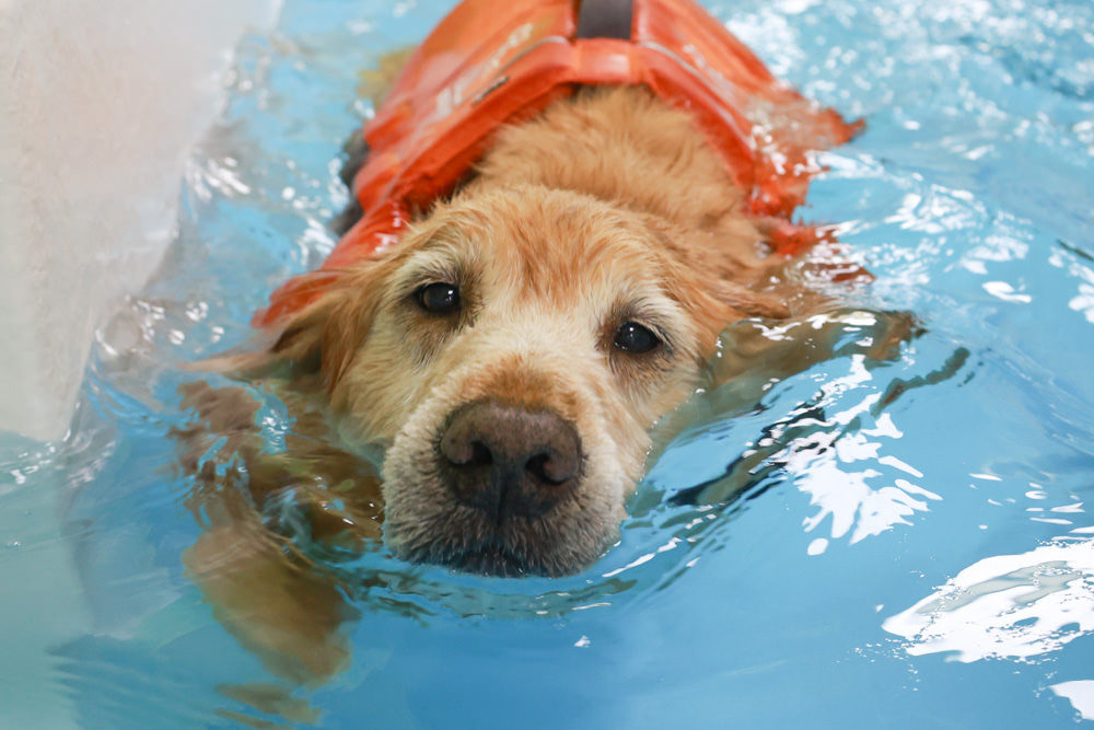 國寶寵物 喵汪美安宿-天母旗艦館|寵物六星級旅館、寵物安親住宿、寵物 溫水游泳池、寵物美容推薦|寵物六星級旅館、寵物安親住宿、寵物溫水游泳池、寵物美容推薦 - 第34張圖 國寶寵物 喵汪美安宿-天母旗艦館|寵物六星級旅館、寵物安親住宿、寵物 溫水游泳池、寵物美容推薦|寵物六星級旅館、寵物安親住宿、寵物溫水游泳池、寵物美容推薦