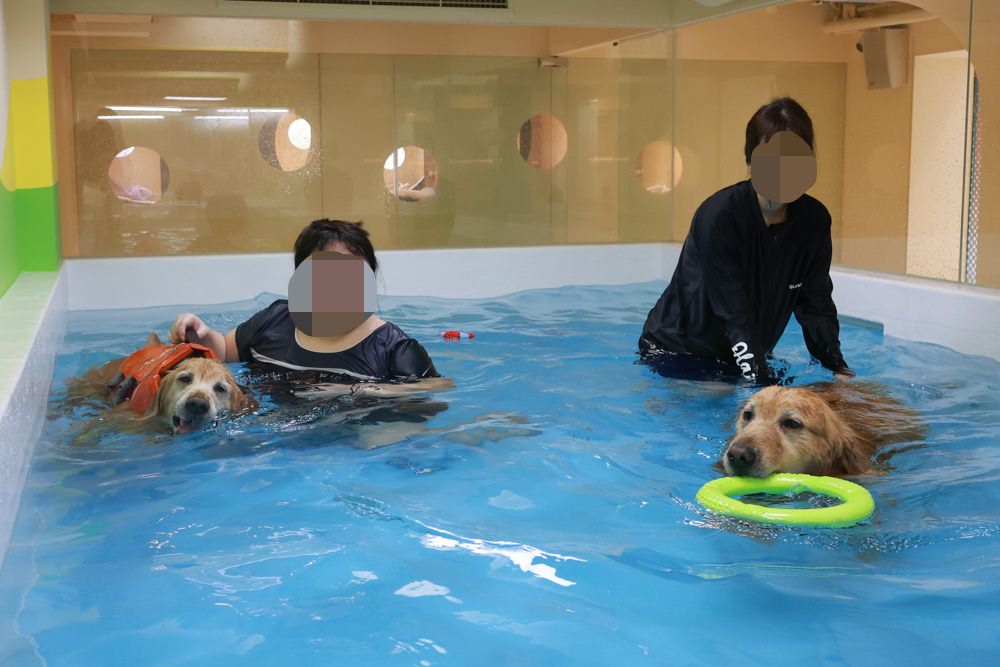 國寶寵物 喵汪美安宿-天母旗艦館|寵物六星級旅館、寵物安親住宿、寵物 溫水游泳池、寵物美容推薦|寵物六星級旅館、寵物安親住宿、寵物溫水游泳池、寵物美容推薦 - 第35張圖 國寶寵物 喵汪美安宿-天母旗艦館|寵物六星級旅館、寵物安親住宿、寵物 溫水游泳池、寵物美容推薦|寵物六星級旅館、寵物安親住宿、寵物溫水游泳池、寵物美容推薦