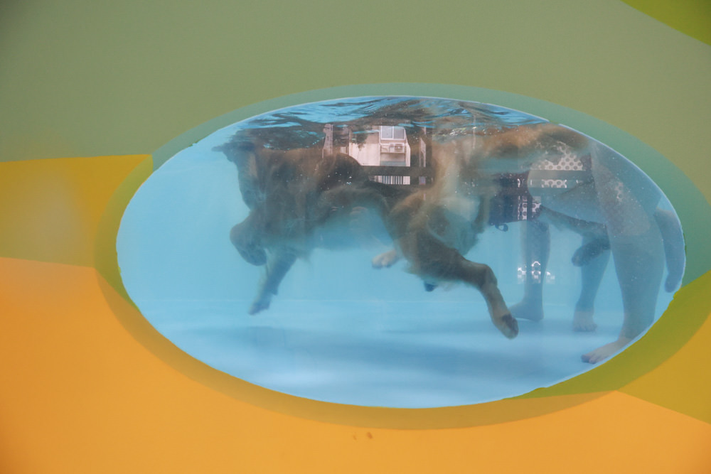 國寶寵物 喵汪美安宿-天母旗艦館|寵物六星級旅館、寵物安親住宿、寵物 溫水游泳池、寵物美容推薦|寵物六星級旅館、寵物安親住宿、寵物溫水游泳池、寵物美容推薦 - 第36張圖 國寶寵物 喵汪美安宿-天母旗艦館|寵物六星級旅館、寵物安親住宿、寵物 溫水游泳池、寵物美容推薦|寵物六星級旅館、寵物安親住宿、寵物溫水游泳池、寵物美容推薦